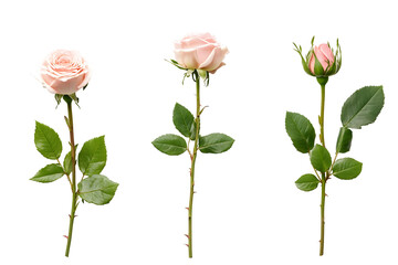 Fototapeta premium Three Delicate Pink Roses Isolated on Black Background Symbolizing Love and Beauty