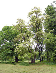 blooming acacia