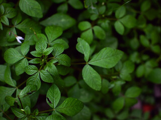 fresh green plants Natural green background with leaf and drops of water.