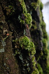 green moss