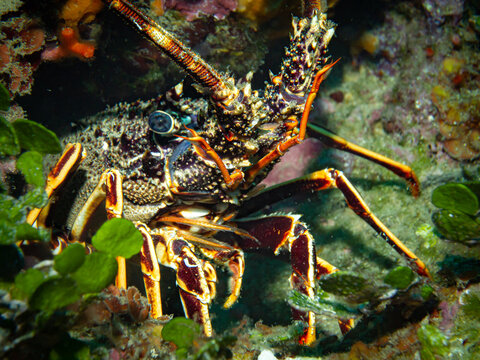 Unterwasserfoto einer Languste im Mittellmeer, Costa Brava, Spanien, Palinurus elephas