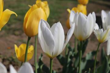 Fototapeta premium 日本の春の庭に咲く黄色と白のチューリップの花