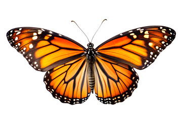 Obraz premium Monarch Butterfly Vibrant Wings, Stunning Details, Nature's Beauty