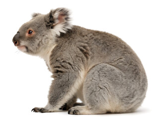 Obraz premium A fluffy gray koala sitting upright on a white background looking to the left with a curious expression