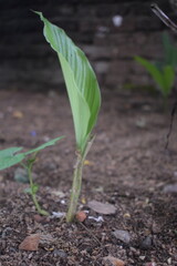 A vibrant green seedling with a freshly unfurling leaf emerges from the rich soil, symbolizing new growth and natural vitality. The delicate plant stands alone in its tranquil setting.