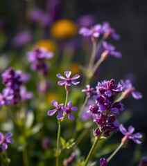 Obraz premium Close-up vibrant purple flowers against blurred background, closeup, texture, violet