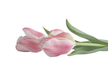 Fototapeta premium A close-up view of fresh pink tulips isolated on white background
