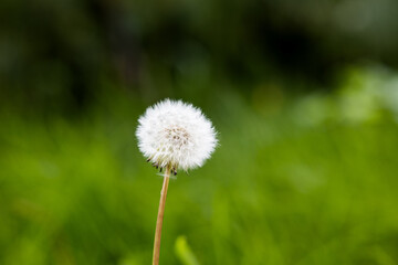 Beautiful plants from the home garden.