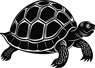 turtle vector illustration