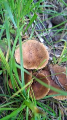 mushroom in the forest