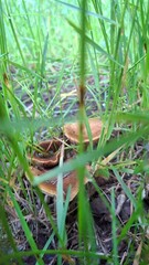 Wild brown mushrooms growing among green grass in a natural forest setting. Earthy tones and close-up texture perfect for organic, foraging, or nature-themed visuals.