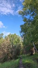 Tranquil lake scene with clear blue water, green reeds, and a lush forest under a bright sky. Perfect nature landscape for relaxation, travel, or outdoor themes.	
