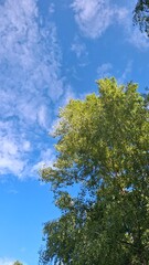 Tranquil lake scene with clear blue water, green reeds, and a lush forest under a bright sky. Perfect nature landscape for relaxation, travel, or outdoor themes.	
