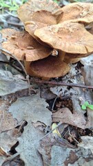 Wild brown mushrooms growing among green grass in a natural forest setting. Earthy tones and close-up texture perfect for organic, foraging, or nature-themed visuals.