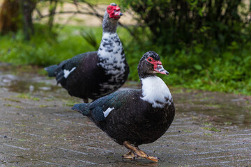 Pair of Muscovy ducks walk in the rain along wet paths in the park. Blurred background