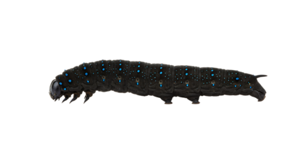 Detailed Black Caterpillar with Vibrant Blue Spots Seen in Profile