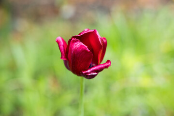 Beautiful plants from the home garden.