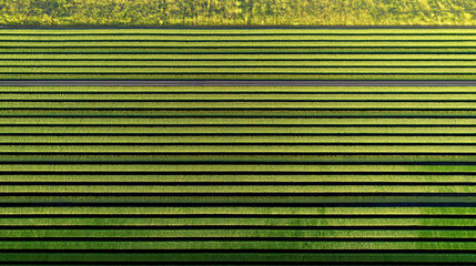 Aerial view of striped green farmland in rows during daylight  