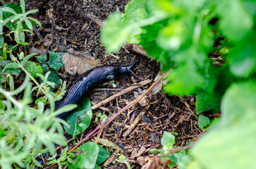 A large black slug moves through damp garden soil surrounded by fresh green plants. Perfect for...