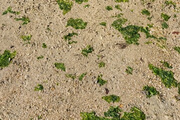 a close-up view of a sandy beach floor, scattered with patches of green seaweed or algae. The fine grains of sand are interspersed with small pebbles, creating a textured surface as wallpaper
