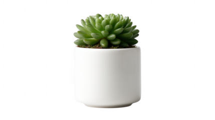 Green succulent plant in white pot isolated on transparent background, PNG