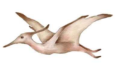 Watercolor illustration of a pterodactyl flying on white background. Dynamic prehistoric bird artwork ideal for kids bedroom decor educational poster or themed party design © Evgeniia