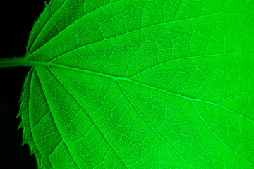 Close-up of green leaf with detailed vein structure. Bright macro view of leaf texture and pattern.