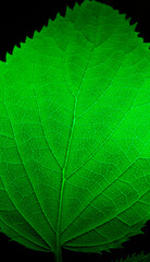 Close-up of green leaf with detailed vein structure. Bright macro view of leaf texture and pattern.