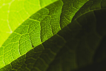 Overlapping leaf textures in natural green tones.