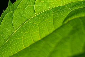 Overlapping leaf textures in natural green tones.