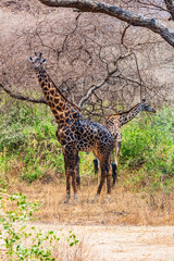 Giraffe (camelopardalis) at Lake Manyara national park, Tanzania. Wildlife photo