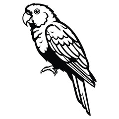 Fototapeta premium Parrot Bird Black and White Line Art Illustration – Exotic Tropical Animal, Vector Drawing, Coloring Page, Wildlife Design, Isolated Clipart