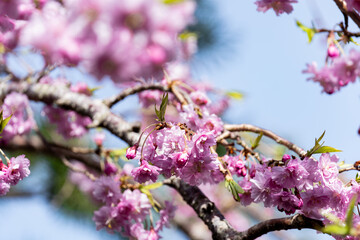 Cherry Blossoms and Soft Bokeh Branch