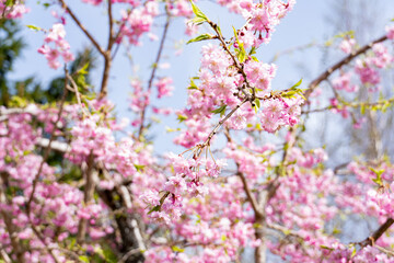 Full Bloom Cherry Tree in Sunlight