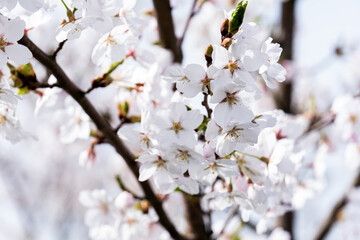 Macro Shot of White Cherry Blossoms on Tree Branch with Spring Buds