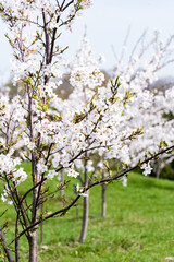 White Blossoms on Tree Branch with Shallow Depth and Green Meadow