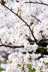 Sakura Tree in Full White Bloom in Peaceful Spring Park