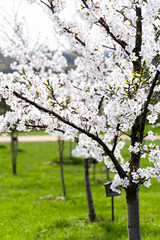 Blooming Cherry Tree with White Flowers in Green Park