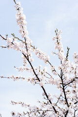 White Cherry Blossoms in Blooming Garden Setting