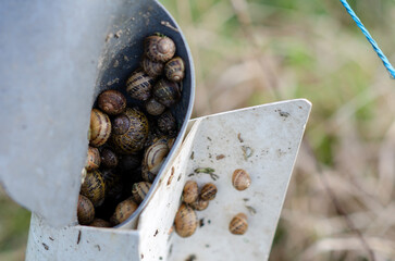 Close up of snails collected inside a metal bait trap, used in agricultural pest control on a...