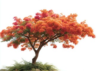Beautiful Blooming Tree with Vivid Orange Flowers