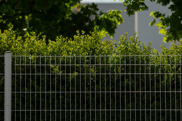 A strong metal fence encircles a vibrant hedge thriving in sunlight, complemented by softly blurred...