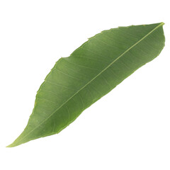 leaf collection isolated on white background