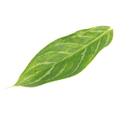 leaf collection isolated on white background