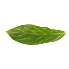 Obraz premium leaf collection isolated on white background