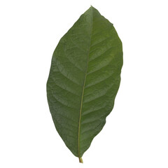 Obraz premium leaf collection isolated on white background