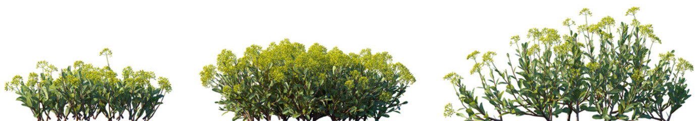 Set of Bupleurum fruticosum (shrubby hare's-ear) shrubs frontal isolated png on a transparent background perfectly cutout high resolution