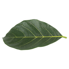 leaf collection isolated on white background