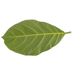 Obraz premium leaf collection isolated on white background