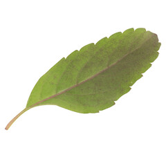 leaf collection isolated on white background